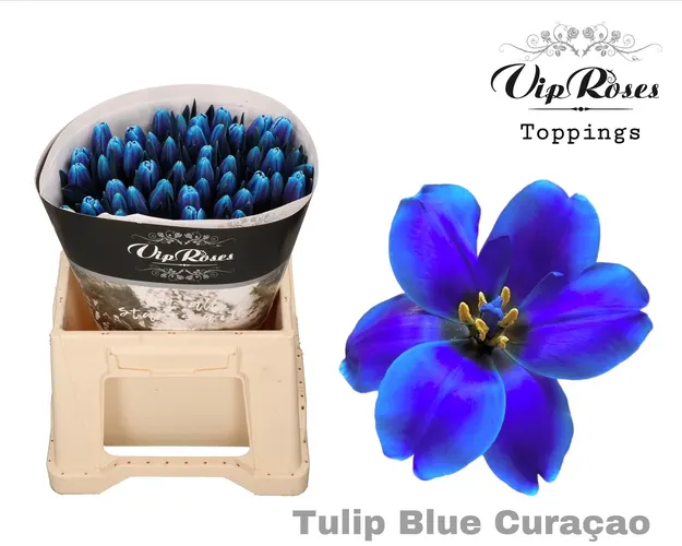 Tulipány (špeciál)