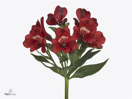 Alstro Rumba 75 cm