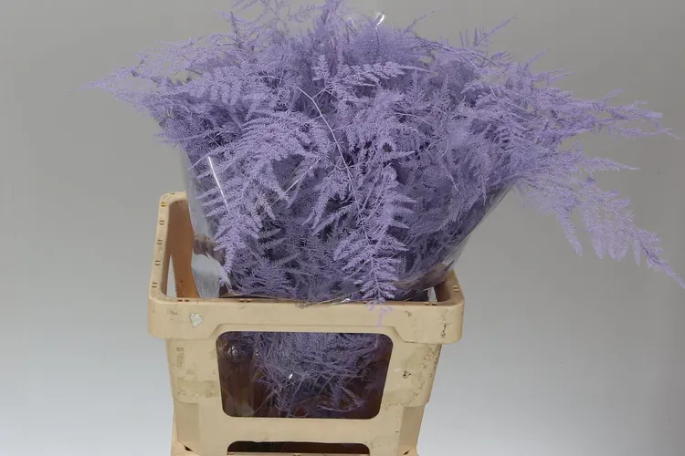 Asparágus Extra Veren Light Milka 65 cm
