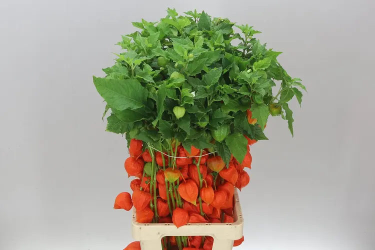 Physalis Orange 80 cm