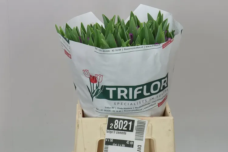 Tulipán strapkatý Clemente 42 cm