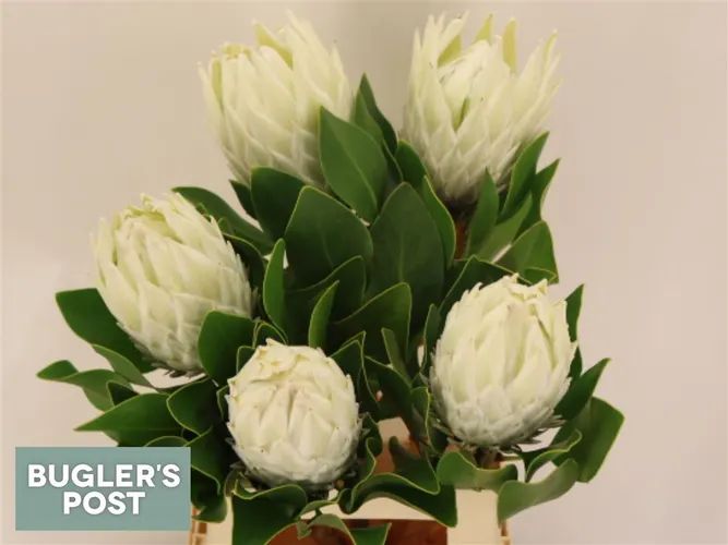 Protea Cynaroides Arctic Ice 60 cm