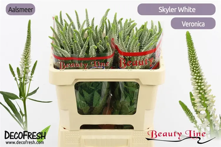 Veronica Skyler White 50 cm