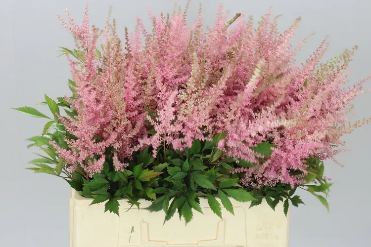 Astilbe Erika 65 cm