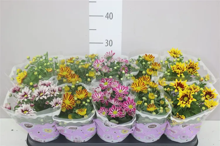 Chrysanth Gemengd 2 Kleurig črepník 12 cm