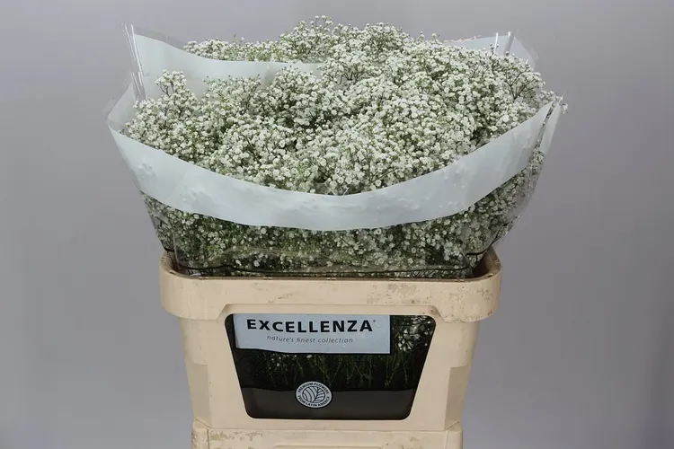 Gyps Million Star Ex 40 Gr 80 cm