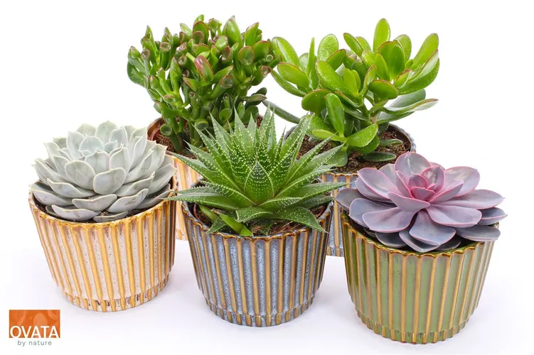 Succulenten Gemengd In Seto črepník 14 cm