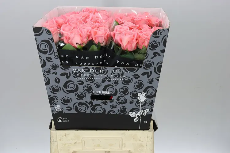 Rosa Gr Big Girl 70 cm