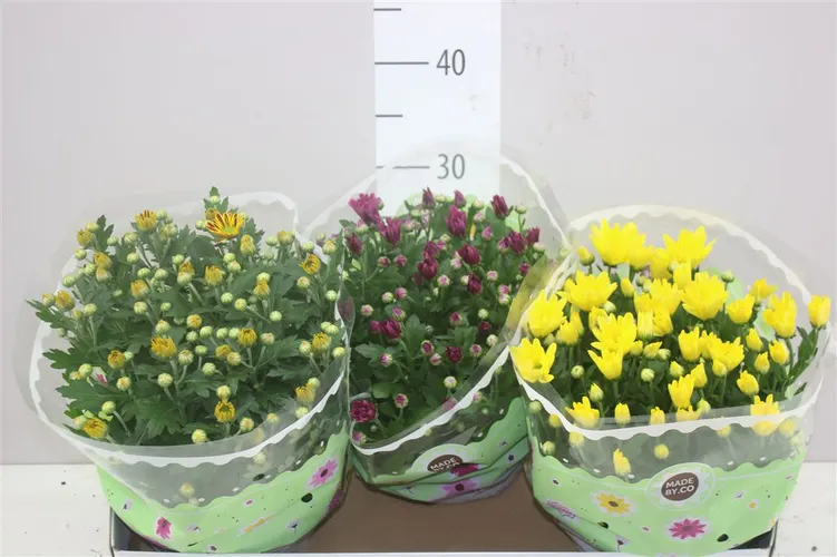 Chrysanth Gemengd Schaal črepník 23 cm