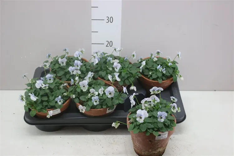 Viola Cornuta White Blue v kameninovom črepníku črepník 15 cm