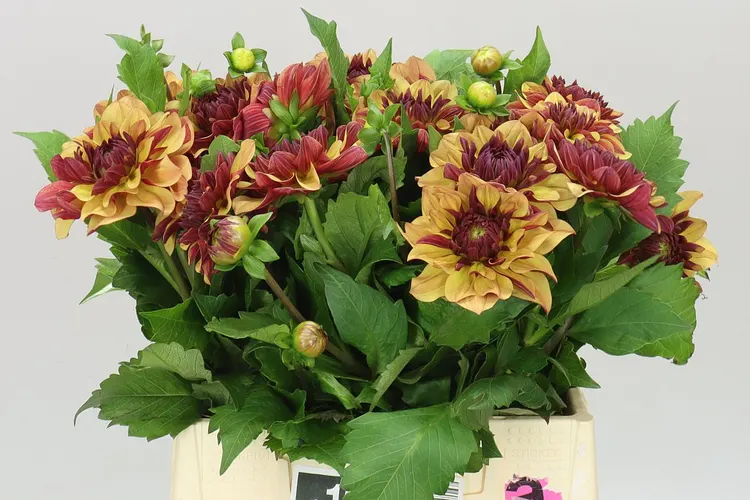 Dahlia Creme De Cognac 40 cm