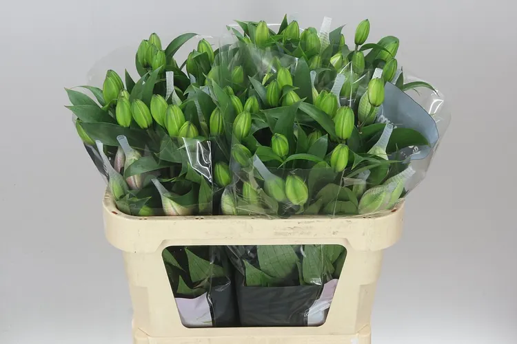Ľalia orientálna Roselily Samantha ( Double ) 75 cm