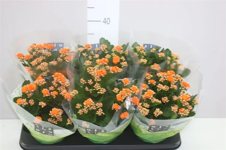 Kalanchoe (hlavný sklad)