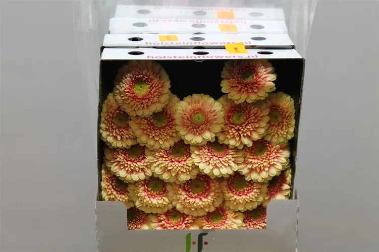 Germ. D Pomponi Bebob 55 cm