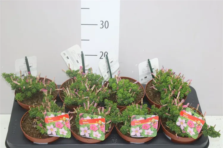 Oxalis ostatné Pink črepník 13 cm