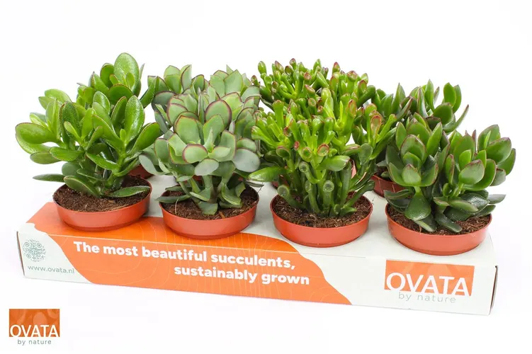 Crassula Gemengd črepník 12 cm