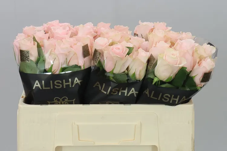Ruža Pomarose 50 cm