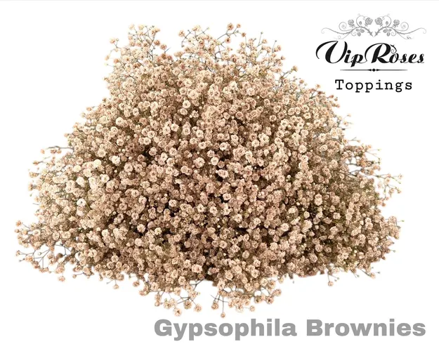 Gypsofila Pa Brownies 80 cm