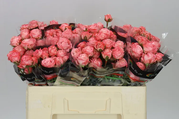 Rosa Tr Amazing Magic X5 50 cm