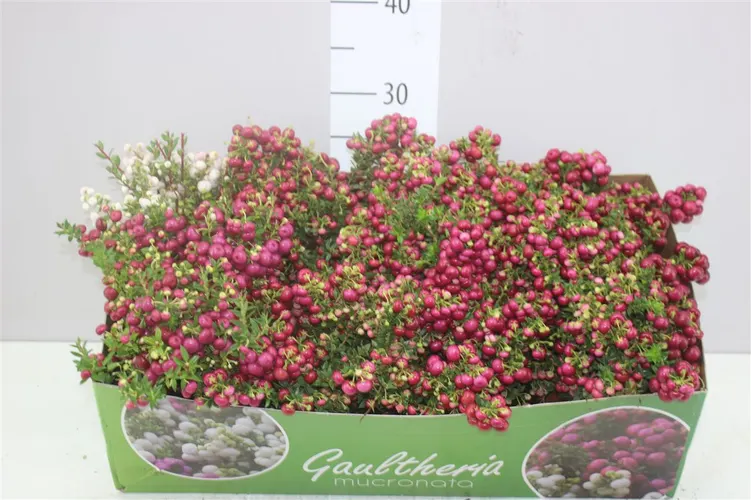 Pernettya Gemengd črepník 14 cm