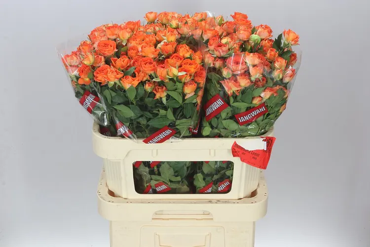 Rosa Tr Ariya 80 cm