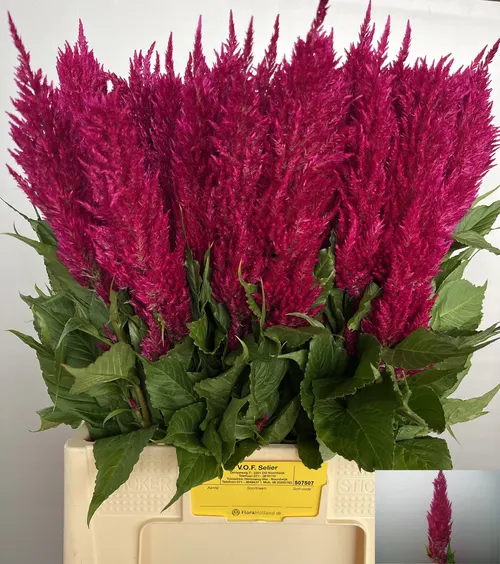 Celosia P Century Red 65 cm