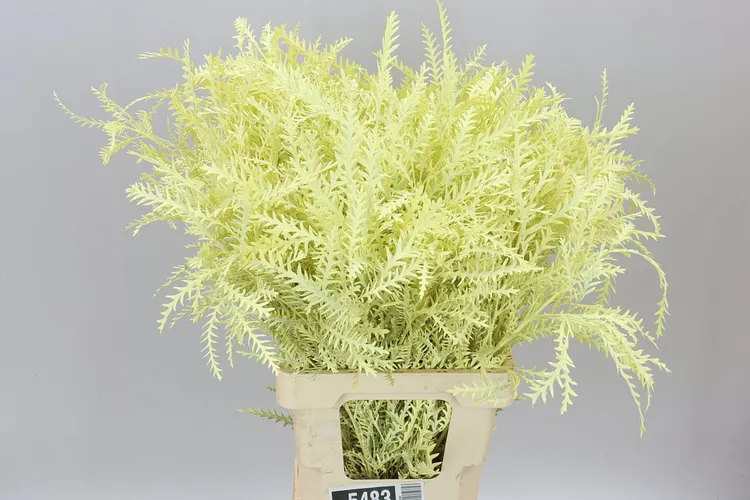 Ivanhoe Cream 60 cm