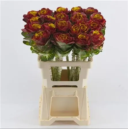 Brassica Painted Bordeaux Yellow Glitter 60 cm