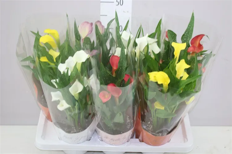 Zant Gemengd Potcover črepník 14 cm