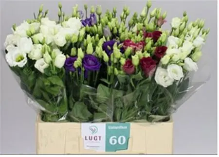 Eust Du Mixed X60 65 cm