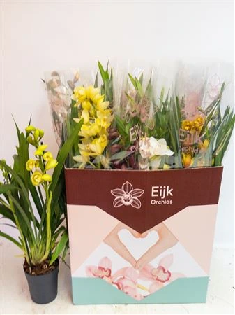 Orchidea Cymbidium mix, 2 výhony črepník 14 cm