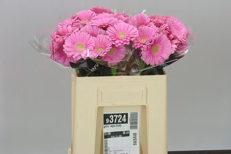 Germini Aqua Kirsty 50 cm