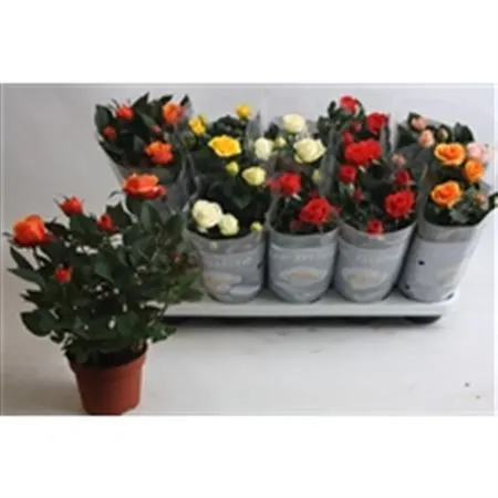 Rosa Beau Monde Mix črepník 12 cm
