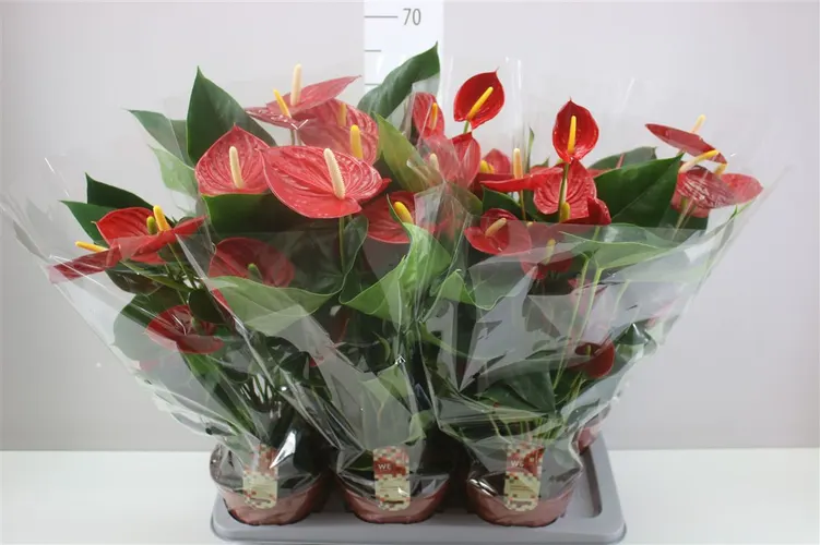 Antúrium Tremendo črepník 17 cm