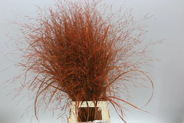 Panicum Painted Orange 95 cm