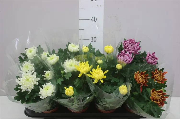 Chrysanth Cosmo Gemengd črepník 12 cm
