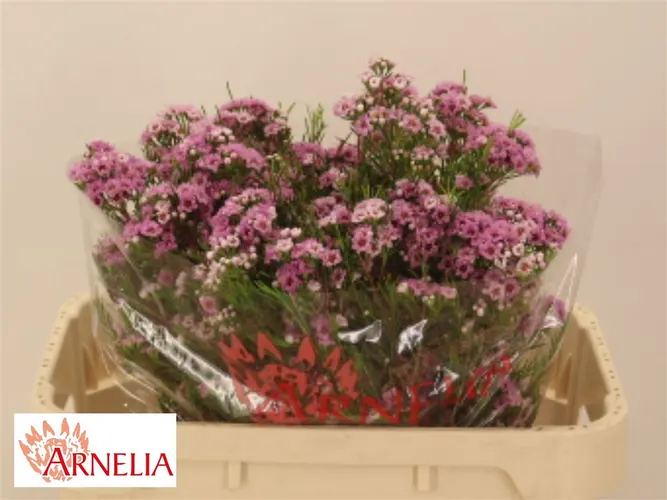 Voskovka Giselle 70 cm
