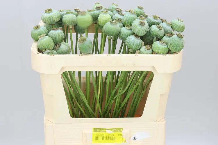 Papaver Seedheads Medium 65 cm