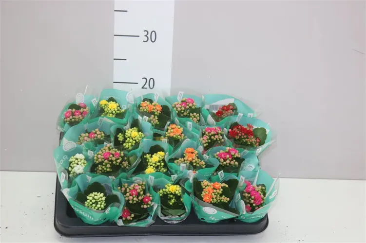 Kalanchoe Rosalina mix črepník 6 cm