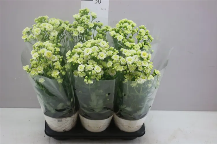 Kalanchoe Sunny White črepník 14 cm