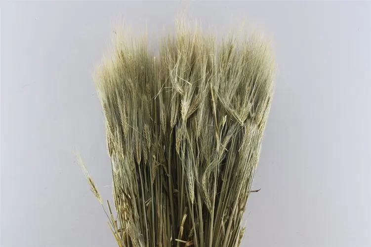 Gerst / Barley, sušené 60 cm
