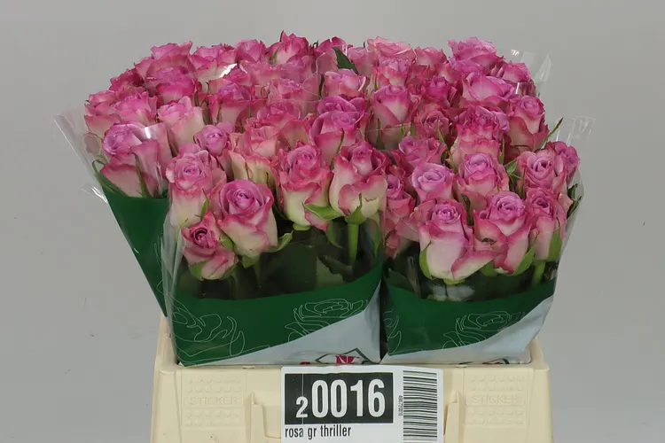 Rosa Gr Thriller 40 cm