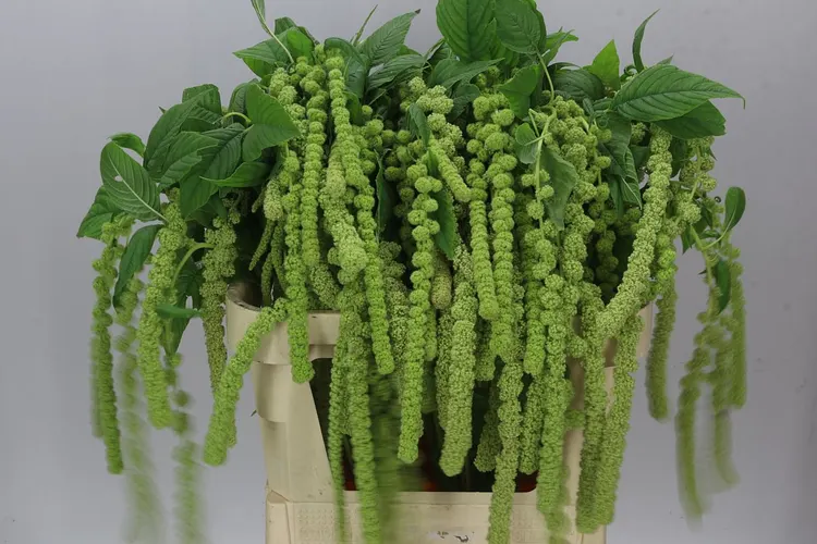 Amaranthus Ca Cycloop 70 cm