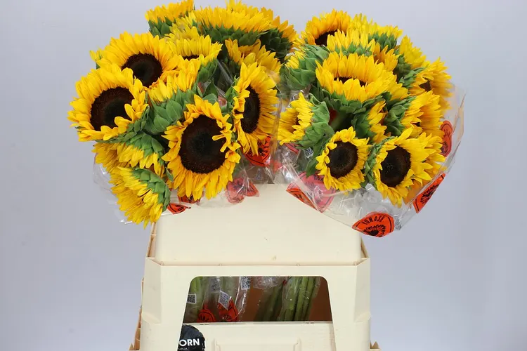 Slnečnice (Sunflower)