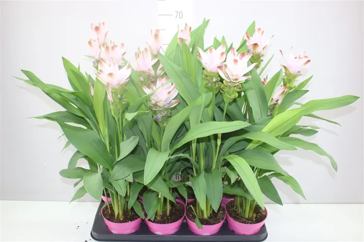 Curcuma Siam Salsa črepník 14 cm