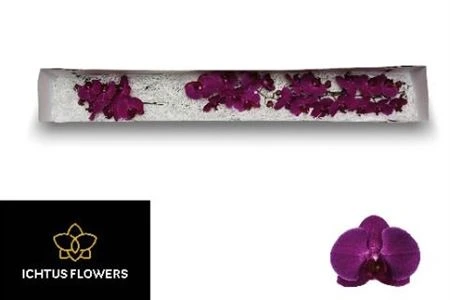 Orchidea Phalaenopsis Stellenbosch