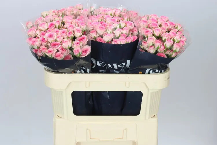 Rosa Tr Tralala 70 cm