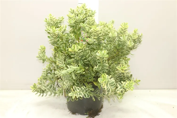 Hebe And Variegata črepník 26 cm