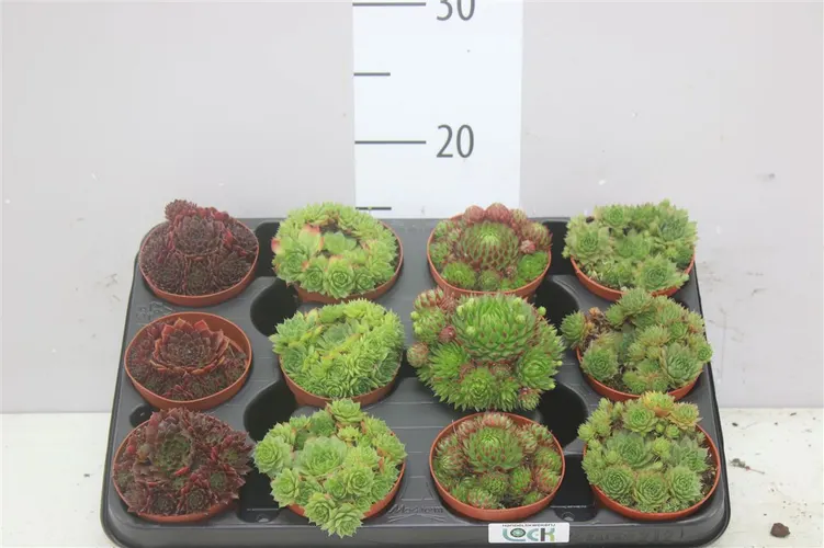 Sempervivum mix črepník 8,5 cm