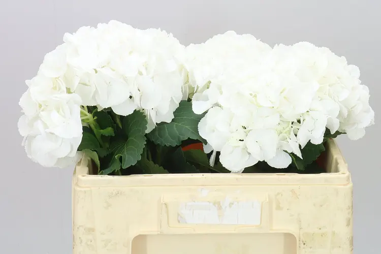 Hortenzia Princes White 50 cm